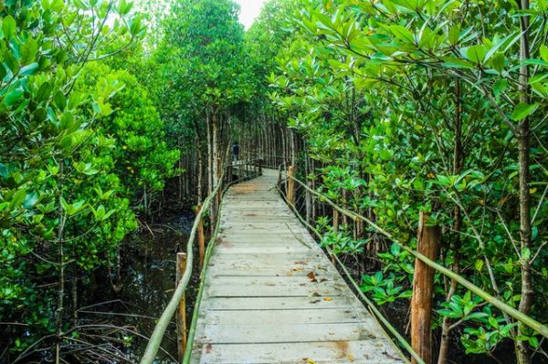 Hutan Mangrove Muara Angke