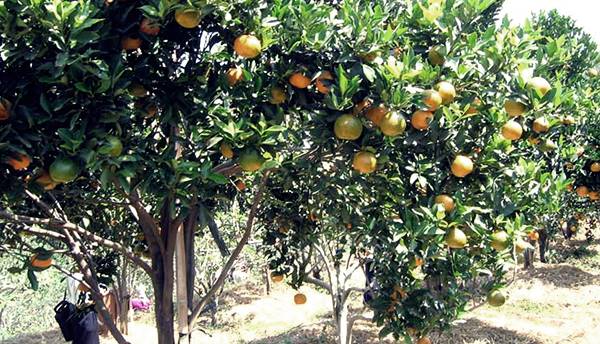 Tempat Wisata Kebun Buah Mangunan